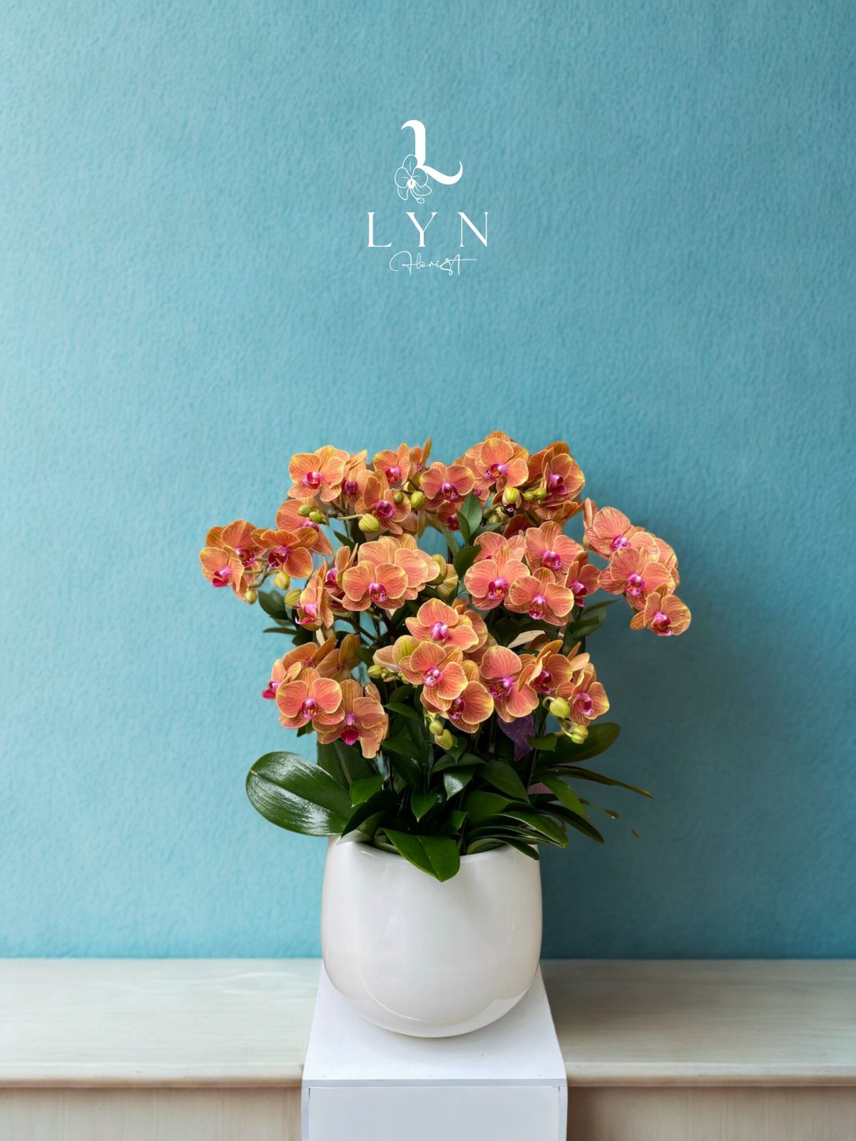 Chậu Hoa Lan Mini Cam - 2v